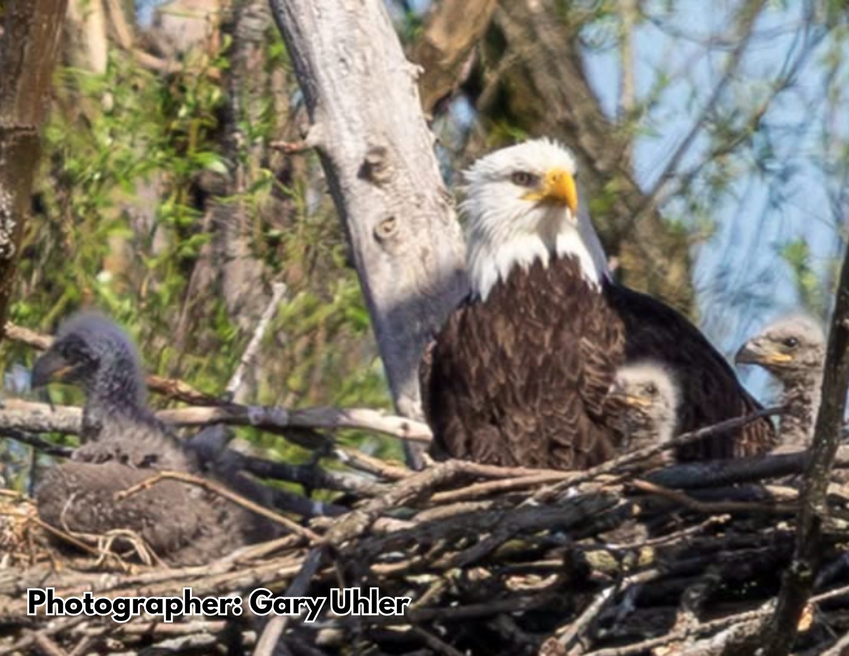 Three eaglets in nest of sticks with adult adult eagle in background